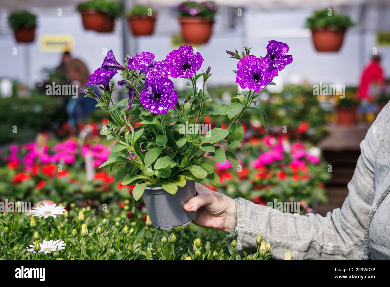 Fiore viola di calibrachoa. Donna shopping fiori Petunia in giardino centro Foto Stock