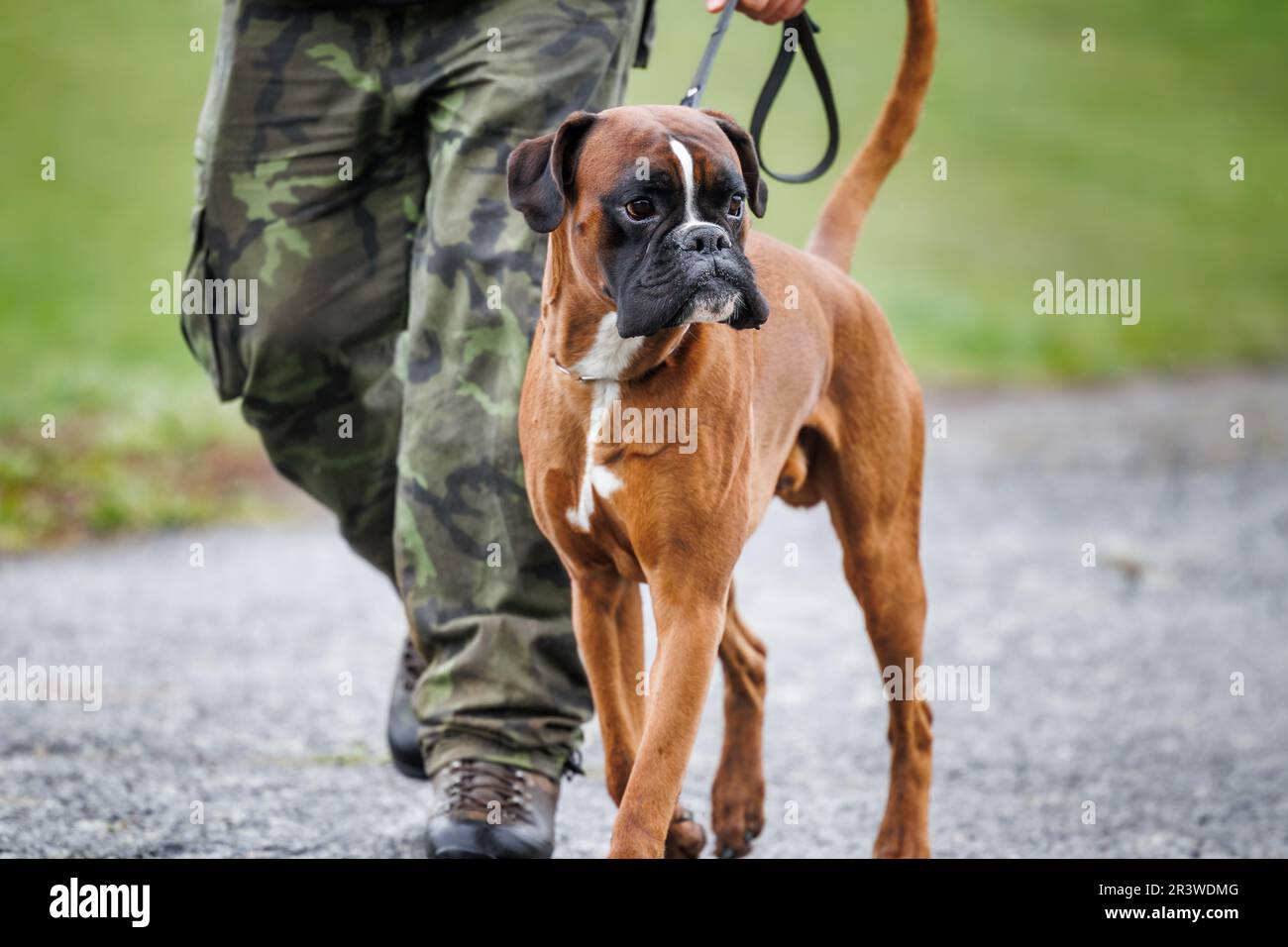 Boxer cane a piedi con il suo proprietario di animali domestici all'aperto. Temi animali e stile di vita attivo Foto Stock