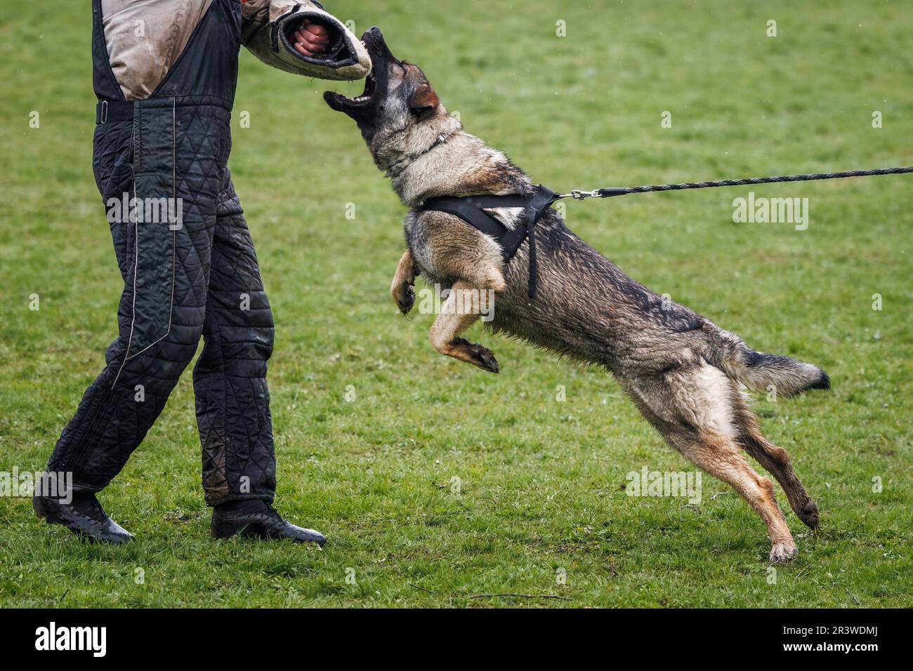 Addestramento del cane morso e lavoro di difesa. Allenatore di animali e pastore tedesco polizia o cane di guardia Foto Stock