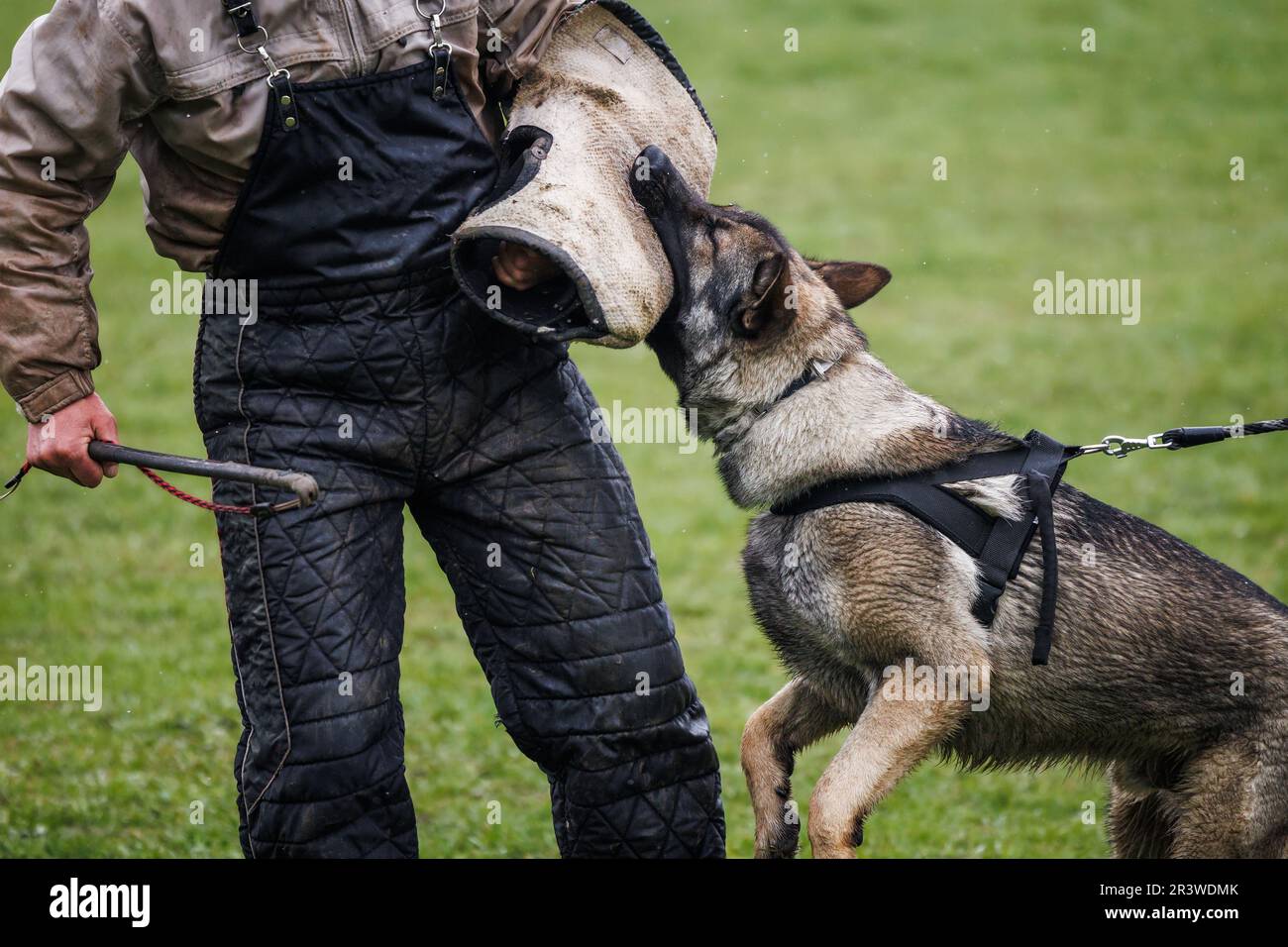 Il cane addestrato del pastore tedesco che fa il morso e il lavoro di difesa con l'addestratore dell'animale. Obbedienza formazione Foto Stock