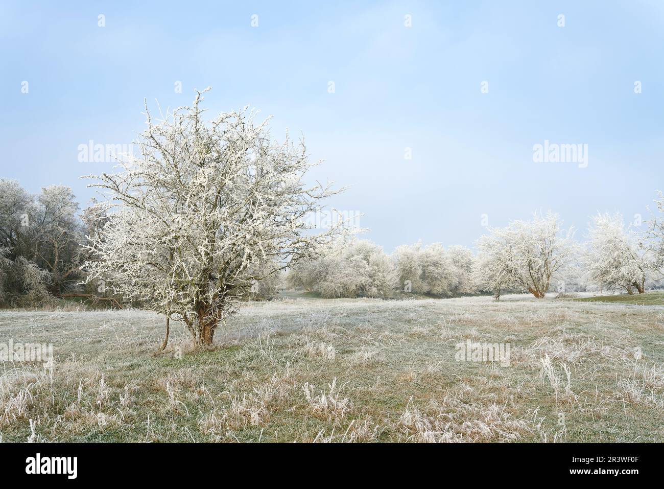 Panorama paesaggistico con biancospino Crataegus monogyna in una fredda giornata invernale Foto Stock