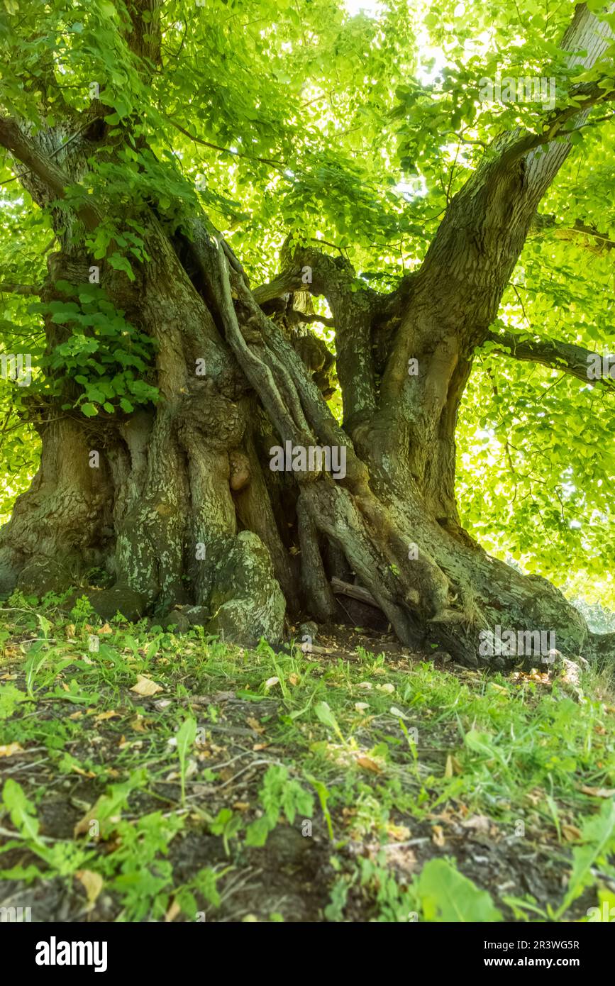 Un tiglio di 1000 anni in primavera Foto Stock