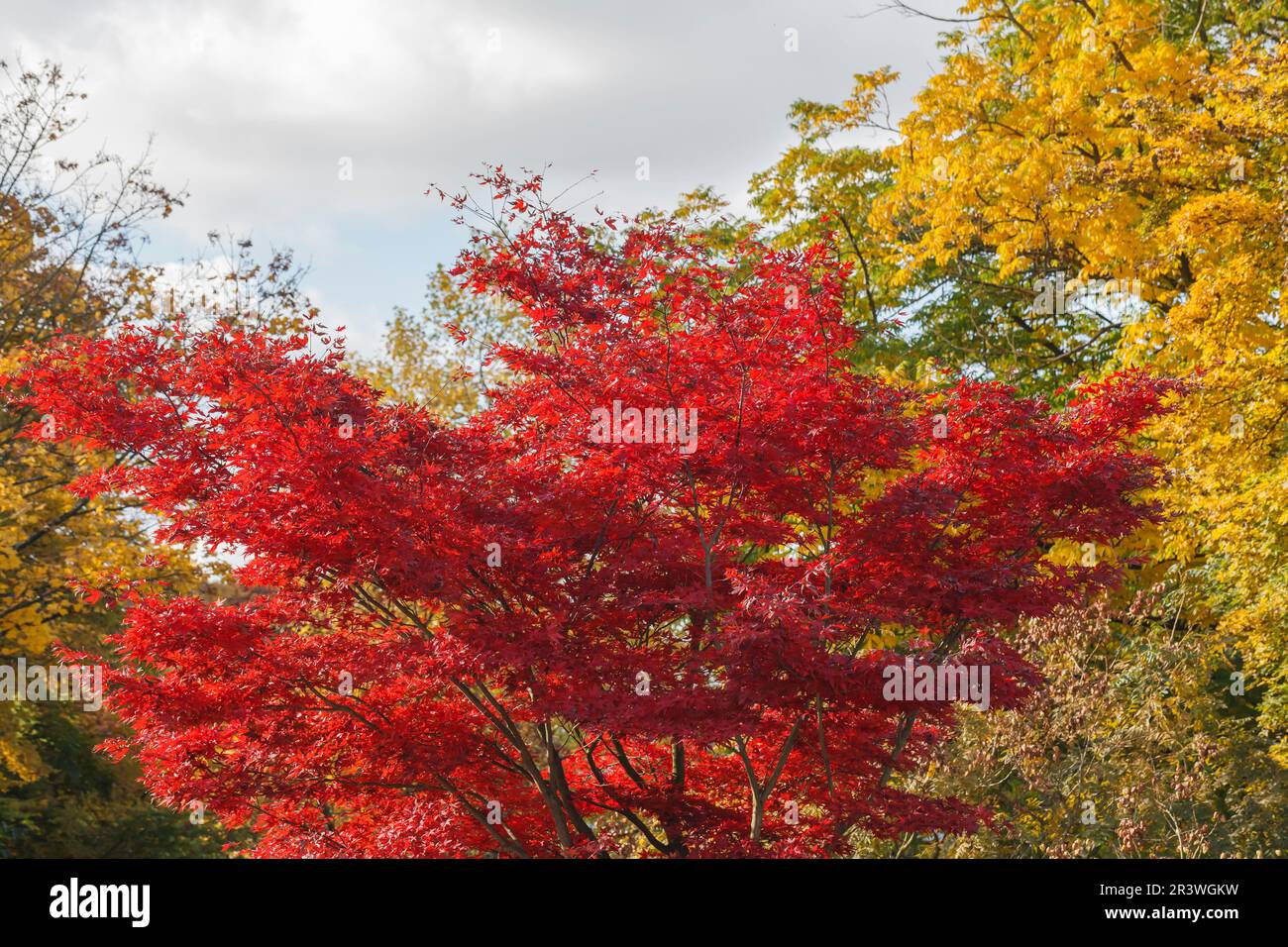 Acer palmatum in autunno, i nomi comuni sono acero giapponese, acero giapponese liscio Foto Stock