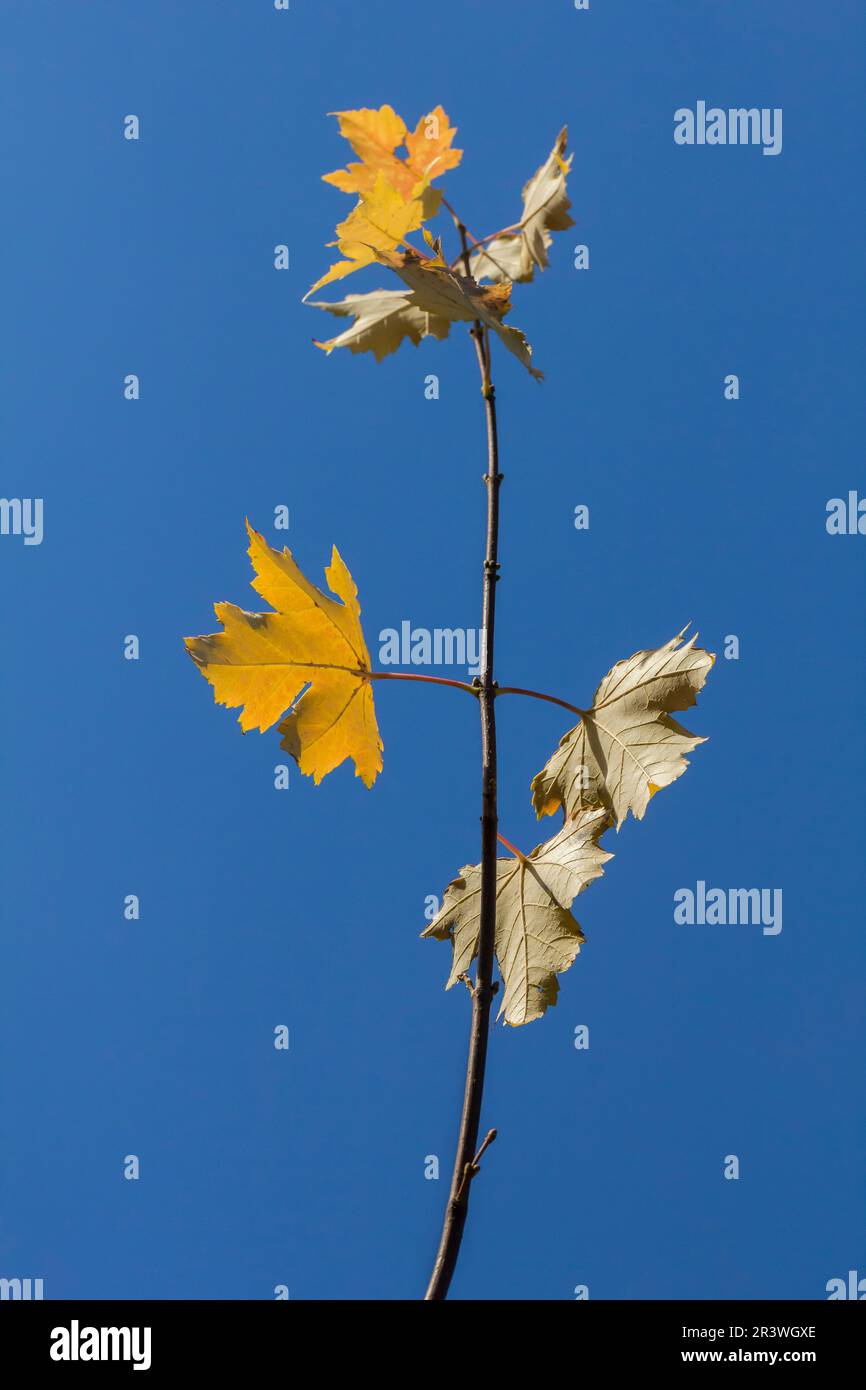 Acer rubrum, Acero Rosso in autunno, altri nomi comuni sono palude, Acero acqua, Acero morbido Foto Stock