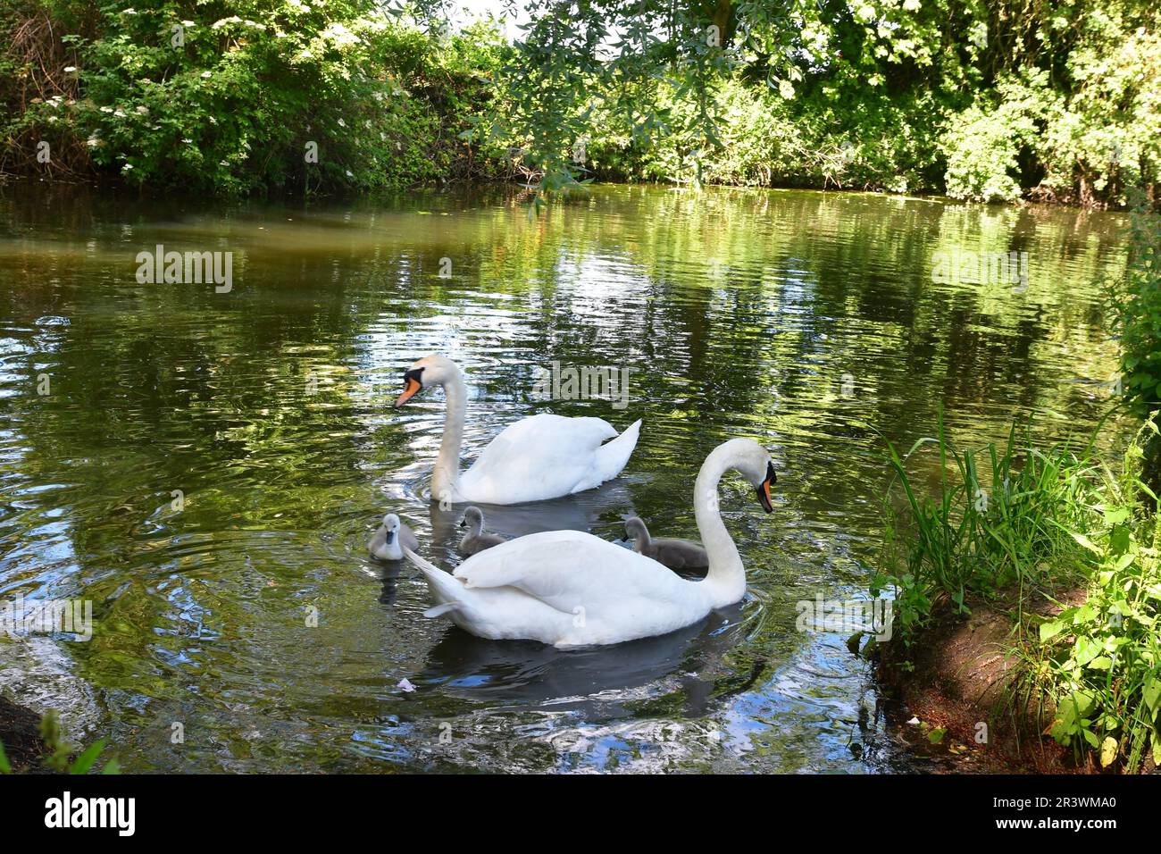 Swans at Houghton Mill, Houghton Cambridgeshire, Regno Unito Foto Stock