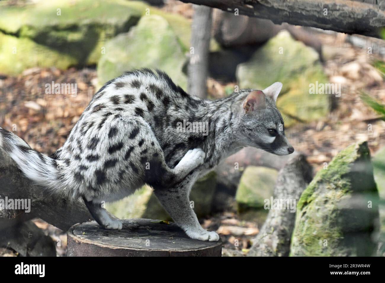 Shepreth Wildlife Park, Cambridgeshire, Regno Unito Foto Stock