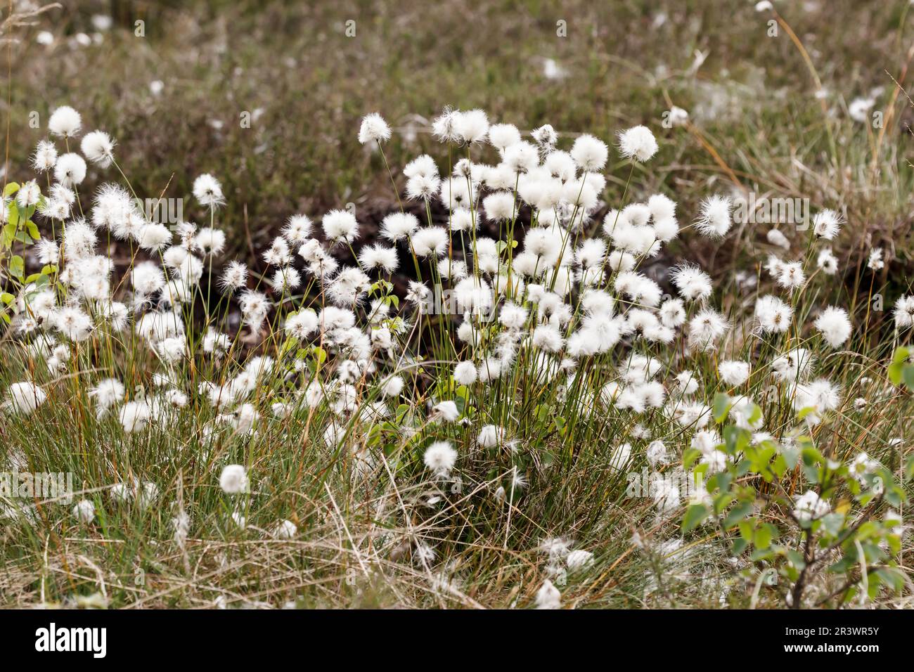 Eriophorum vaginatum, Lepre-coda cottongrass, Tussock cottongrass, Sheathed cottonsedge in Germania Foto Stock