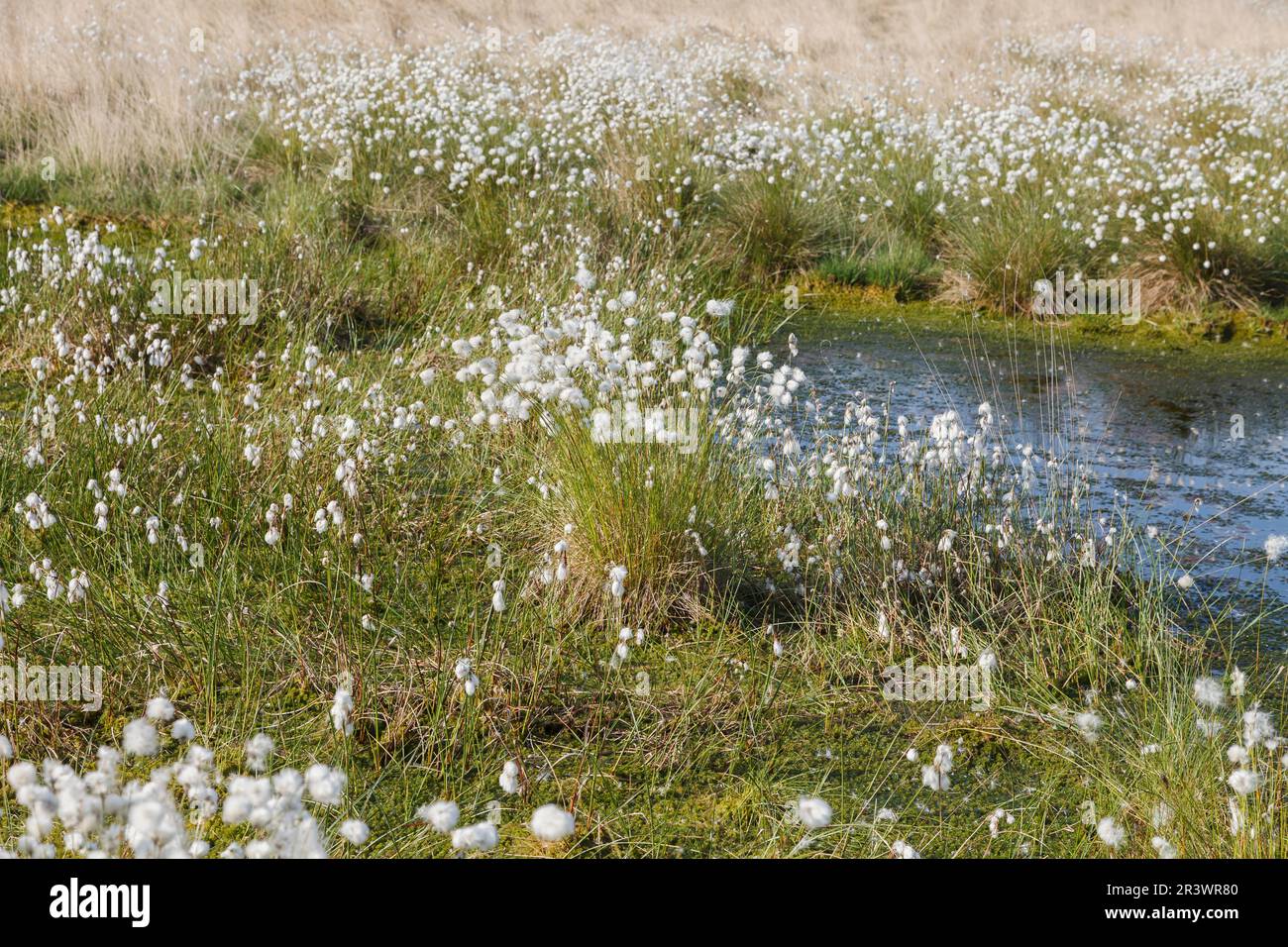 Eriophorum vaginatum, Lepre-coda cottongrass, Tussock cottongrass, Sheathed cottonsedge in Germania Foto Stock