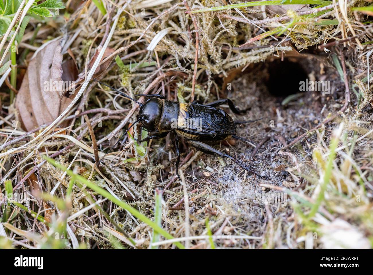 Campo Cricket (Gryllus campestris, Grillidae) all'ingresso della sua sepoltura. Lord's Piece, Coates Common, Sussex, maggio 2023 Foto Stock