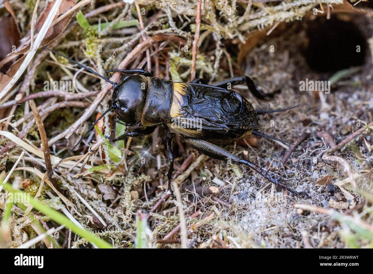Campo Cricket (Gryllus campestris, Grillidae) all'ingresso della sua sepoltura. Lord's Piece, Coates Common, Sussex, maggio 2023 Foto Stock