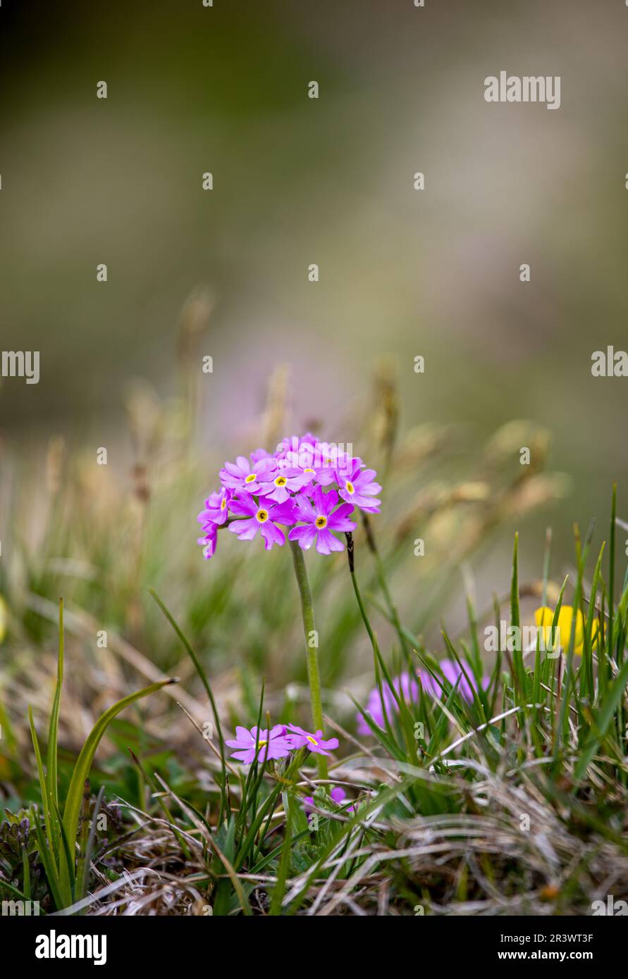 Primula farinosa o i fiori rosa primoruato nelle alpi svizzere Foto Stock
