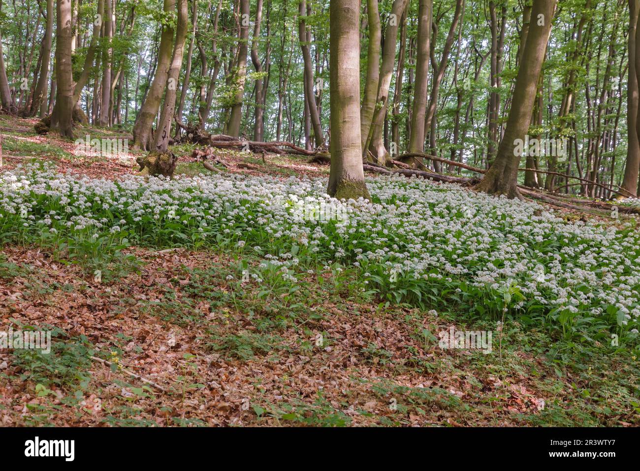 Foresta decidua con l'ursinum dell'Allium, aglio selvatico, Renania settentrionale-Vestfalia, Germania Foto Stock