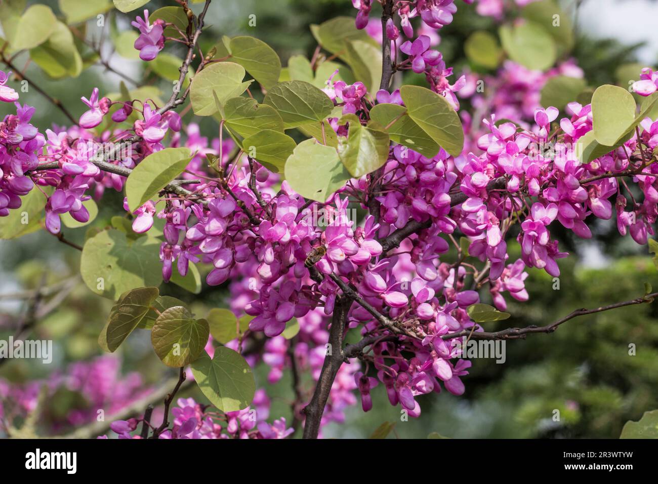 Cercis siliquastrum in primavera, conosciuto come l'albero di Giuda, Judastree, Redbud Foto Stock