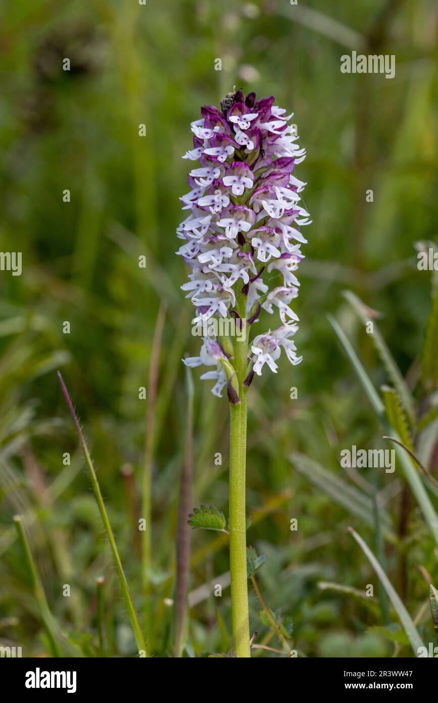 Orchidea bruciata (Neotinea ustulata). Sussex, Inghilterra. Maggio 2023 Foto Stock