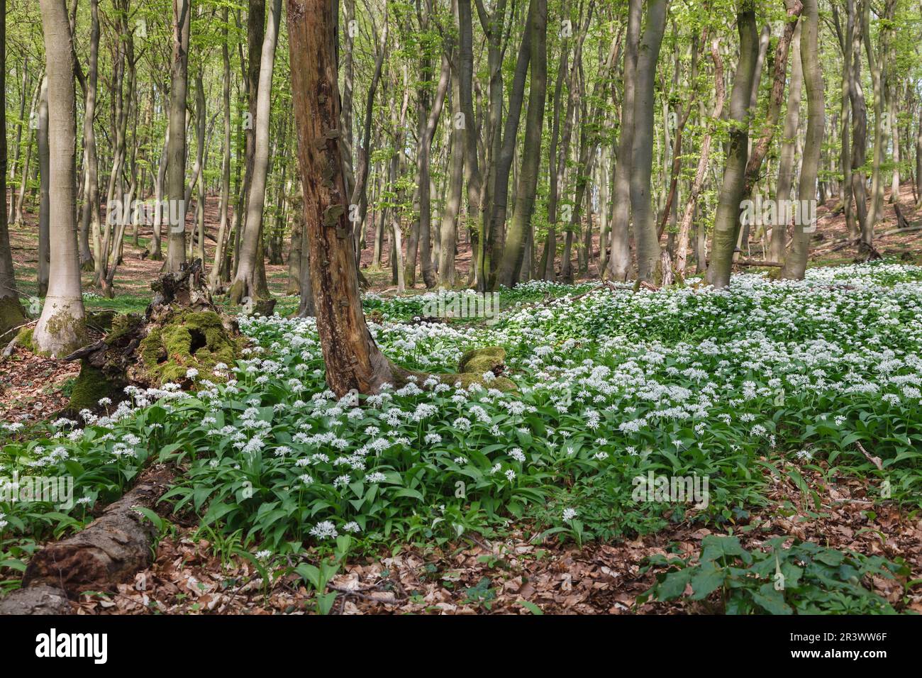 Foresta decidua con l'ursinum dell'Allium, aglio selvatico, Renania settentrionale-Vestfalia, Germania Foto Stock