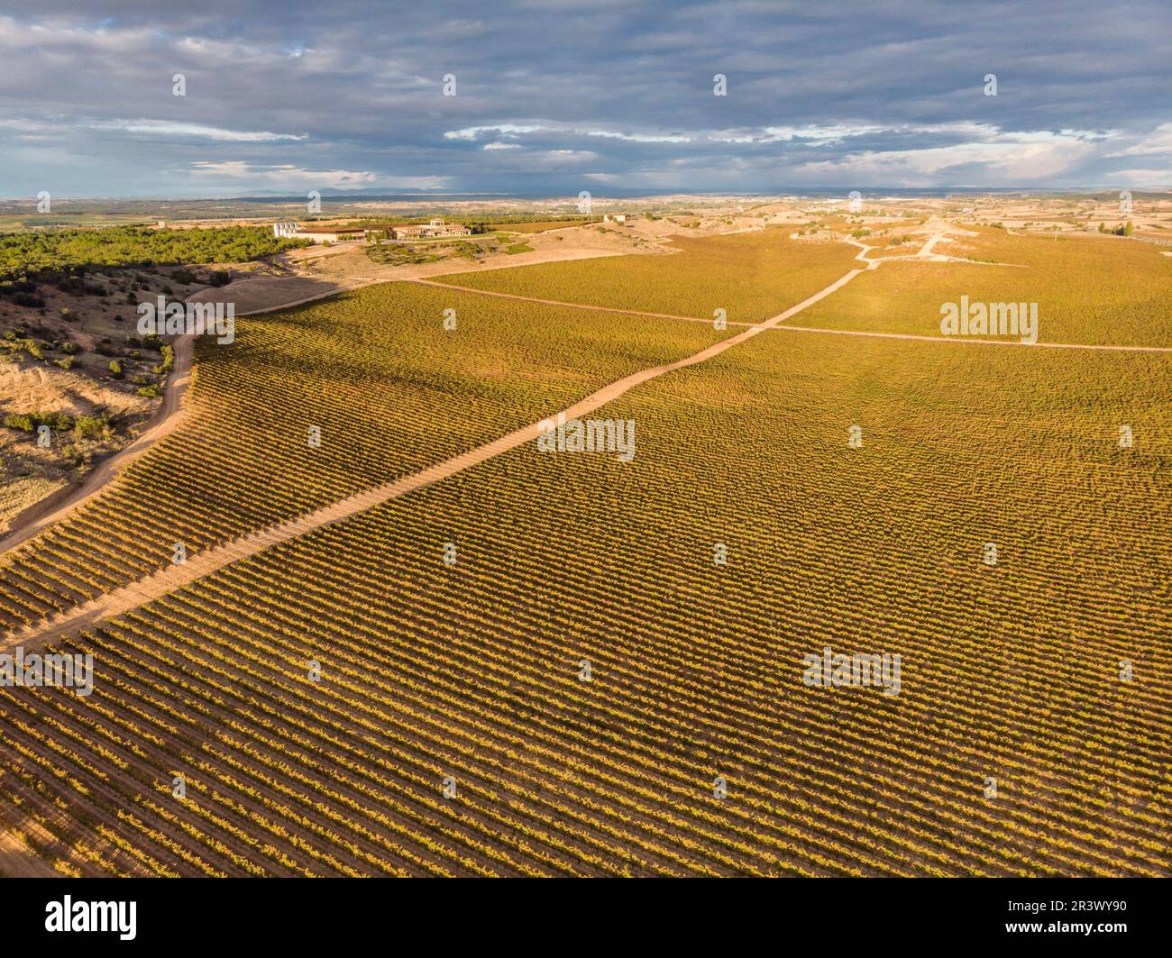Campo delle viti Foto Stock