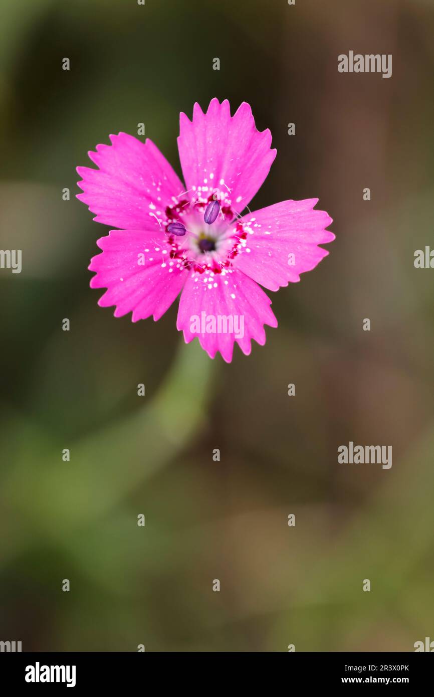 Dianthus deltoides, Maiden Pink, Meadow pink, luci lampeggianti cheddar rosa Foto Stock