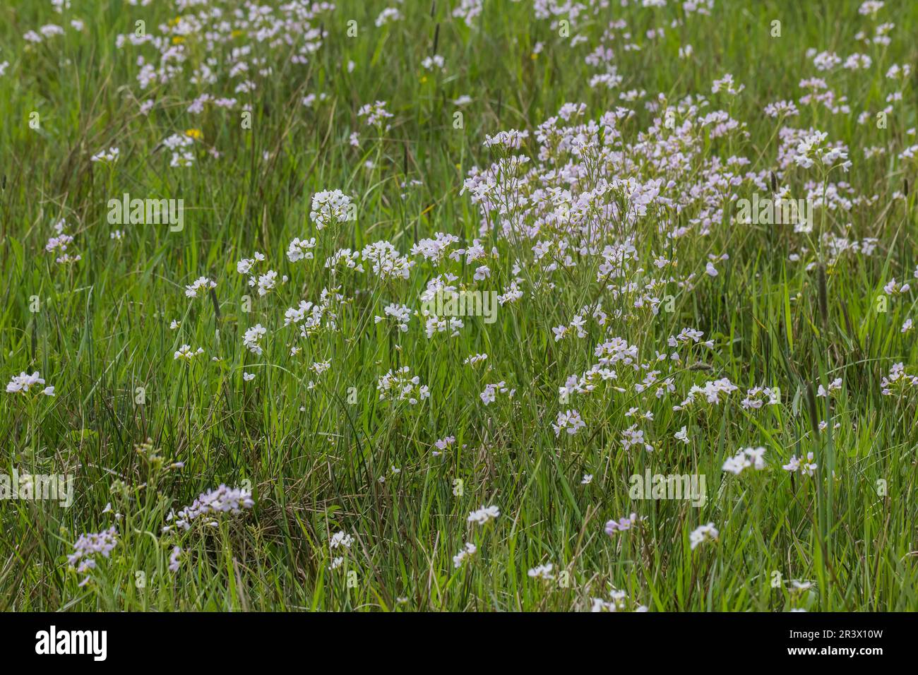 Cardamine pratensis, conosciuto come Cuckoo flower, Lady's smock, Fen cucoo-flower, American cucoo-flower Foto Stock