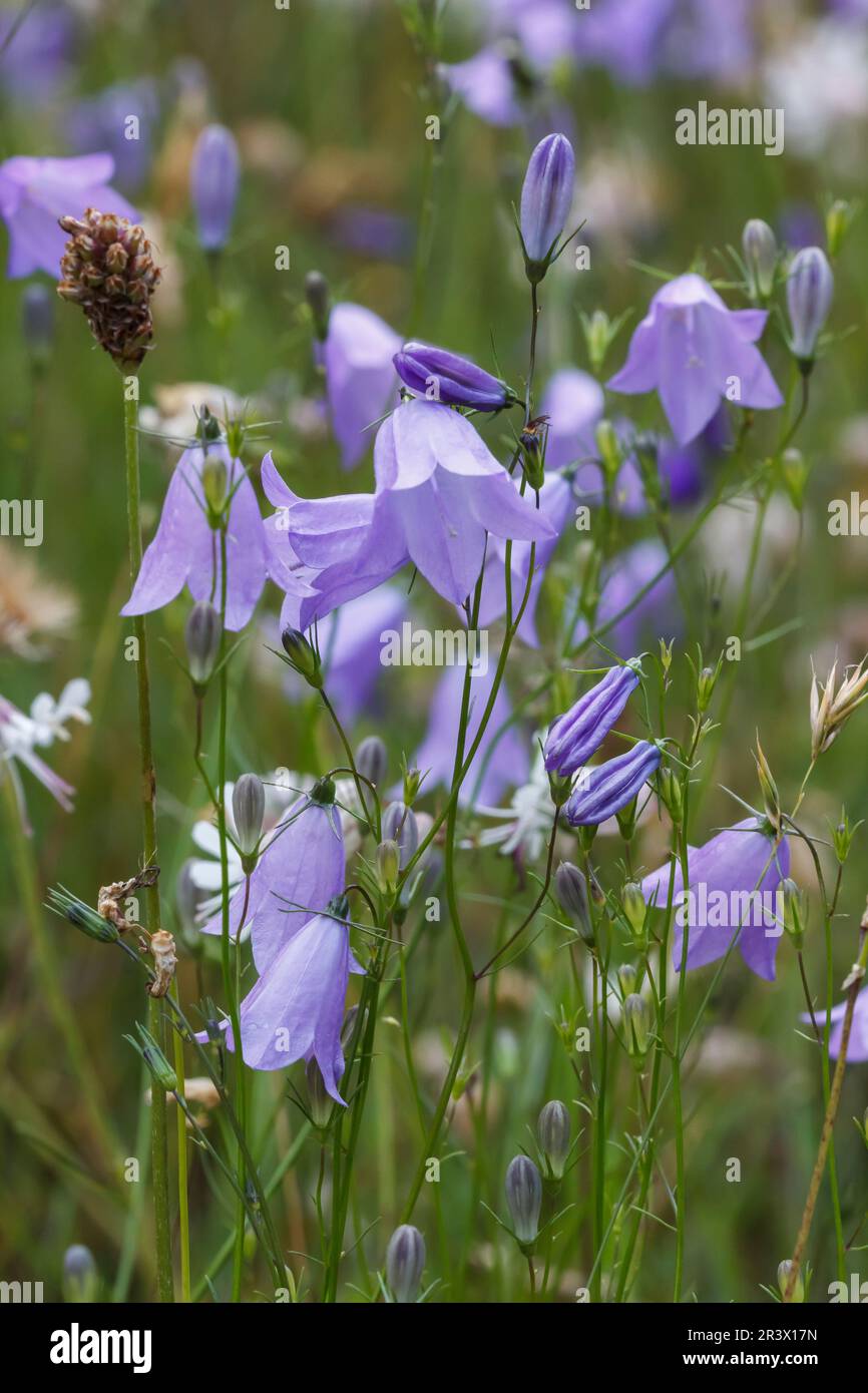 Campanula rotundifolia, subsp. Rotundifolia, conosciuta come Meadowbell, Harebell, Bluebell, Bellflower Foto Stock