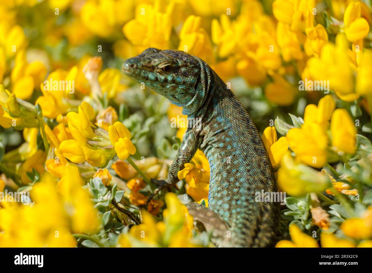 Podarcis hispanicus Foto Stock