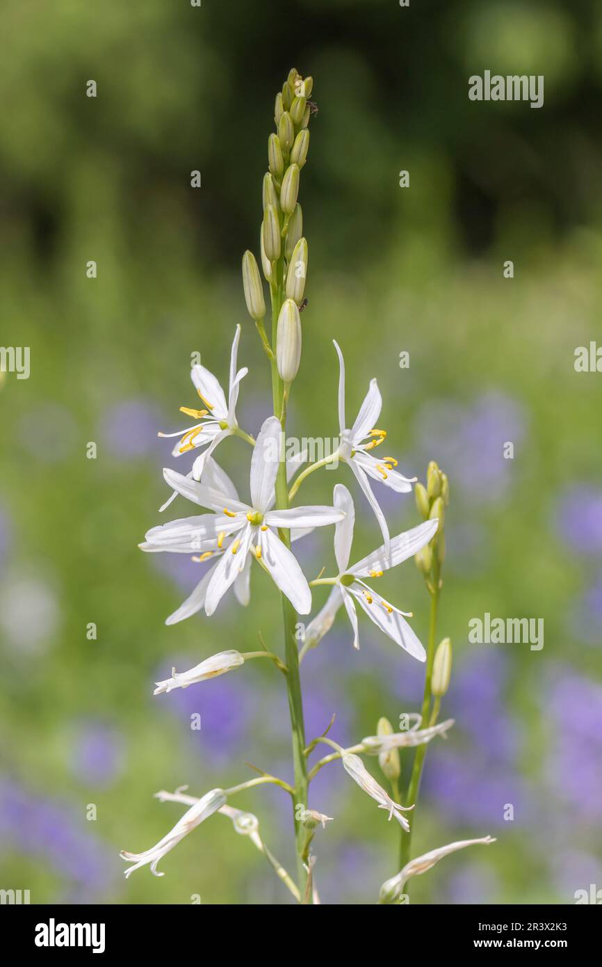 Anthericum liliago, comunemente conosciuto come il St Il giglio di Bernardo, San Bernards giglio Foto Stock