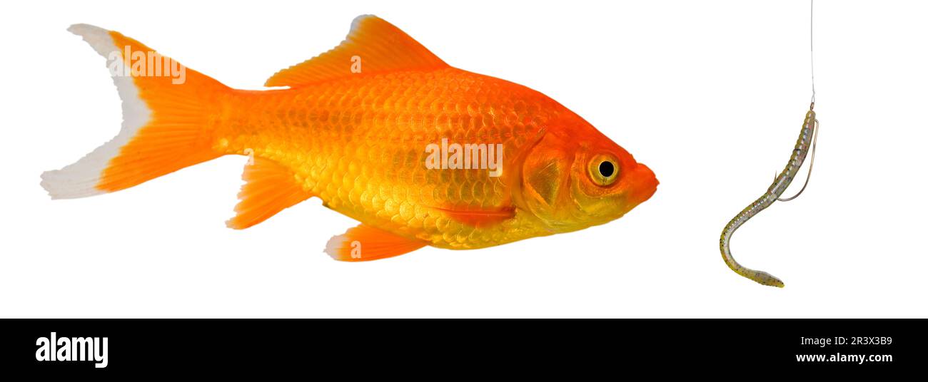 Pesce d'oro che sta considerando di prendere l'esca pericolato da qualcuno phishing Foto Stock
