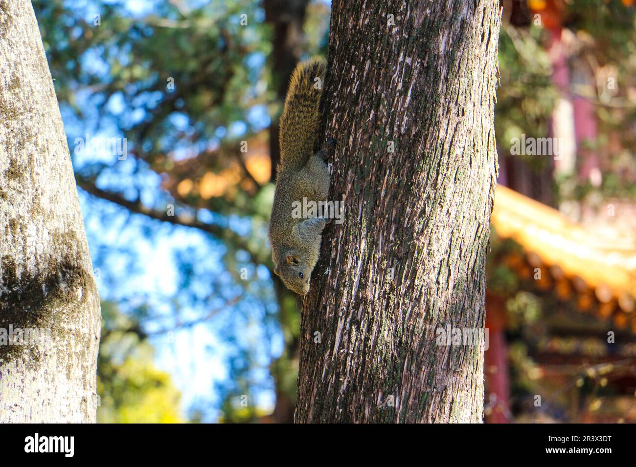 Cose da vedere a Hainan Foto Stock