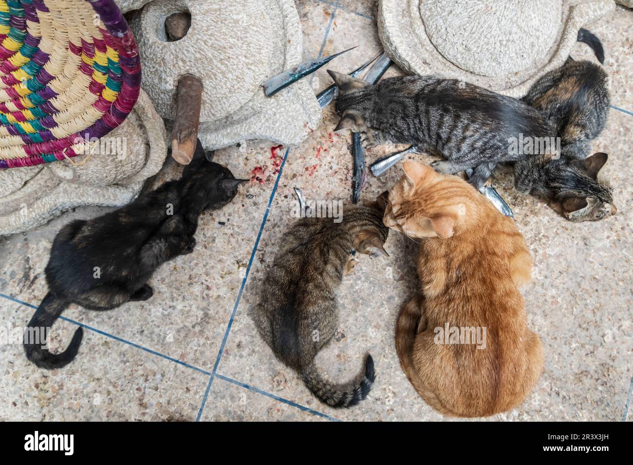 Gatti che mangiano i avanzi dal mercato del pesce nella medina Foto Stock