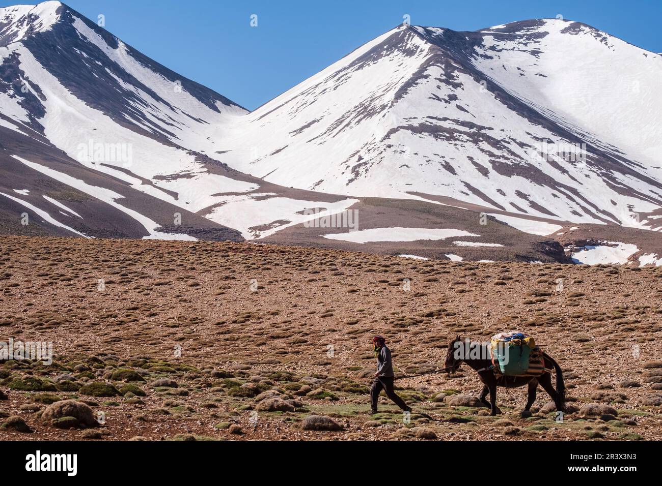 Il mulattiere berbero e il suo mulo di fronte alla cima di Aslad Foto Stock