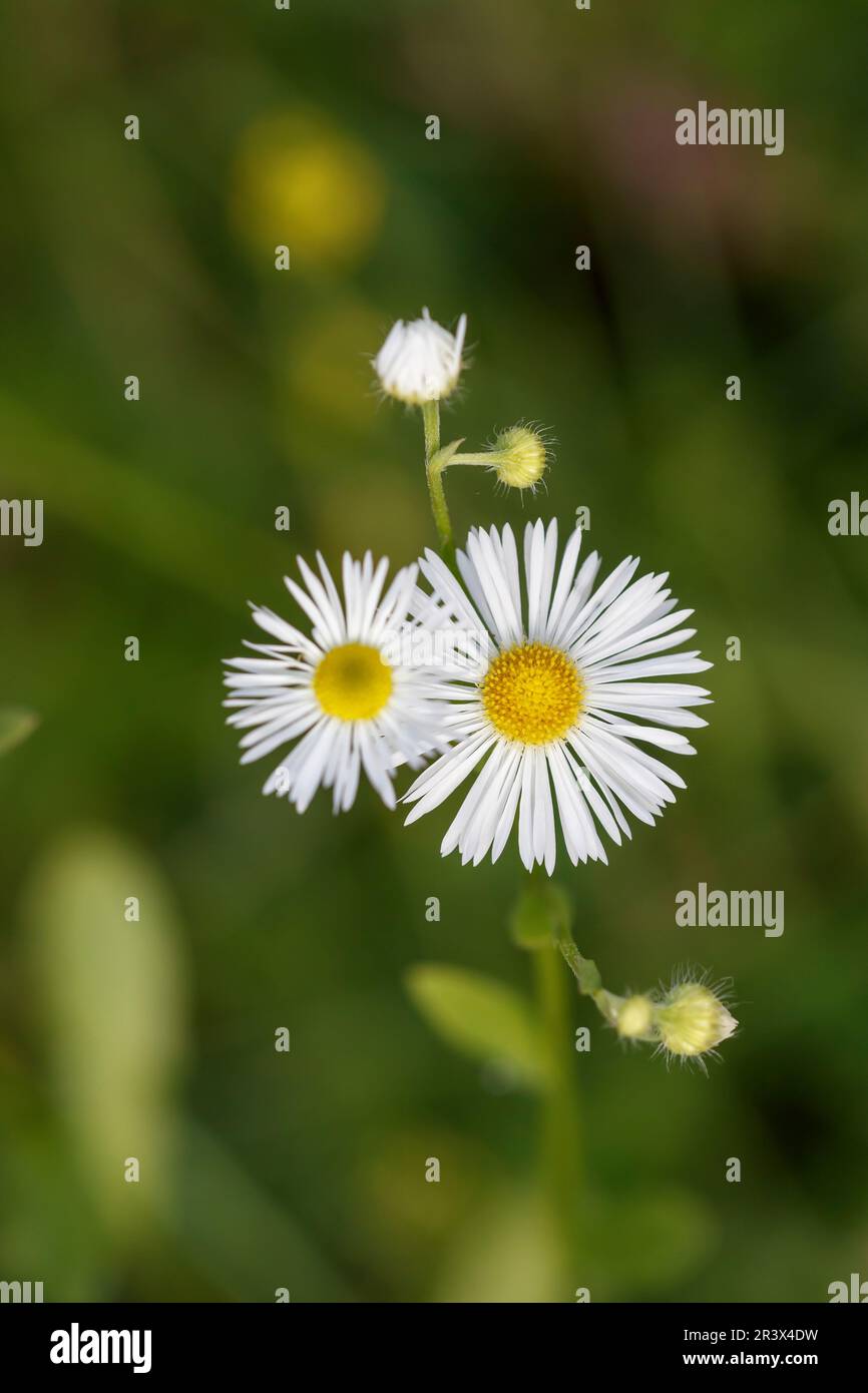 Erigeron annuus, conosciuto come fleabane annuale, Fleabane Daisy, fleabane orientale Foto Stock