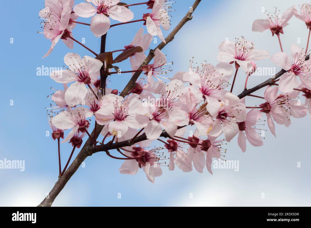 Prunus cerasifera 'Nigra', prugna di ciliegia in primavera, prugna di foglia viola, Myrobalan, susina di mirobala Foto Stock