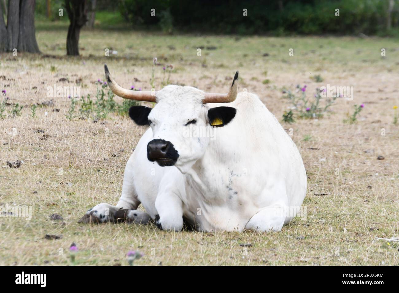 White Park Cattle a Baylham House Rare Breeds Farm, Suffolk, Regno Unito Foto Stock