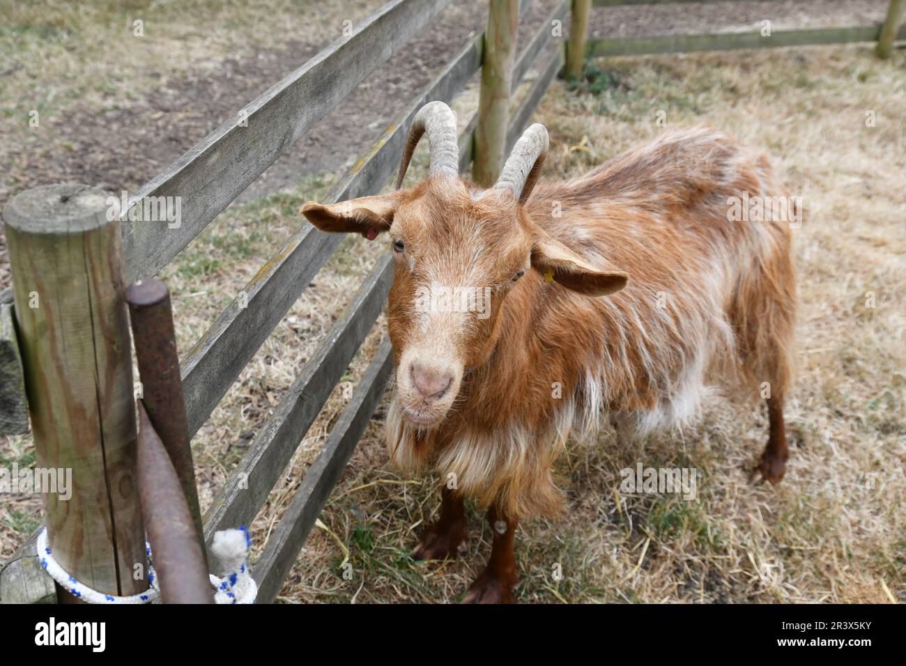 Golden Guernsey Goat a Baylham House Rare Breeds Farm, Suffolk, Regno Unito Foto Stock