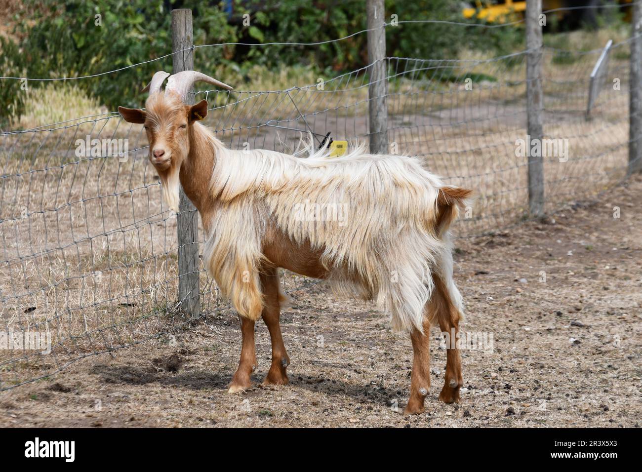 Golden Guernsey Goat a Baylham House Rare Breeds Farm, Suffolk, Regno Unito Foto Stock