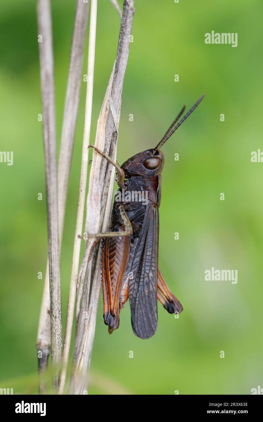 Buntbäuchiger Grashüpfer, Omocestus rufipes, Omocestus ventralis, grasshopper boschivo, le criquet noir ébène Foto Stock