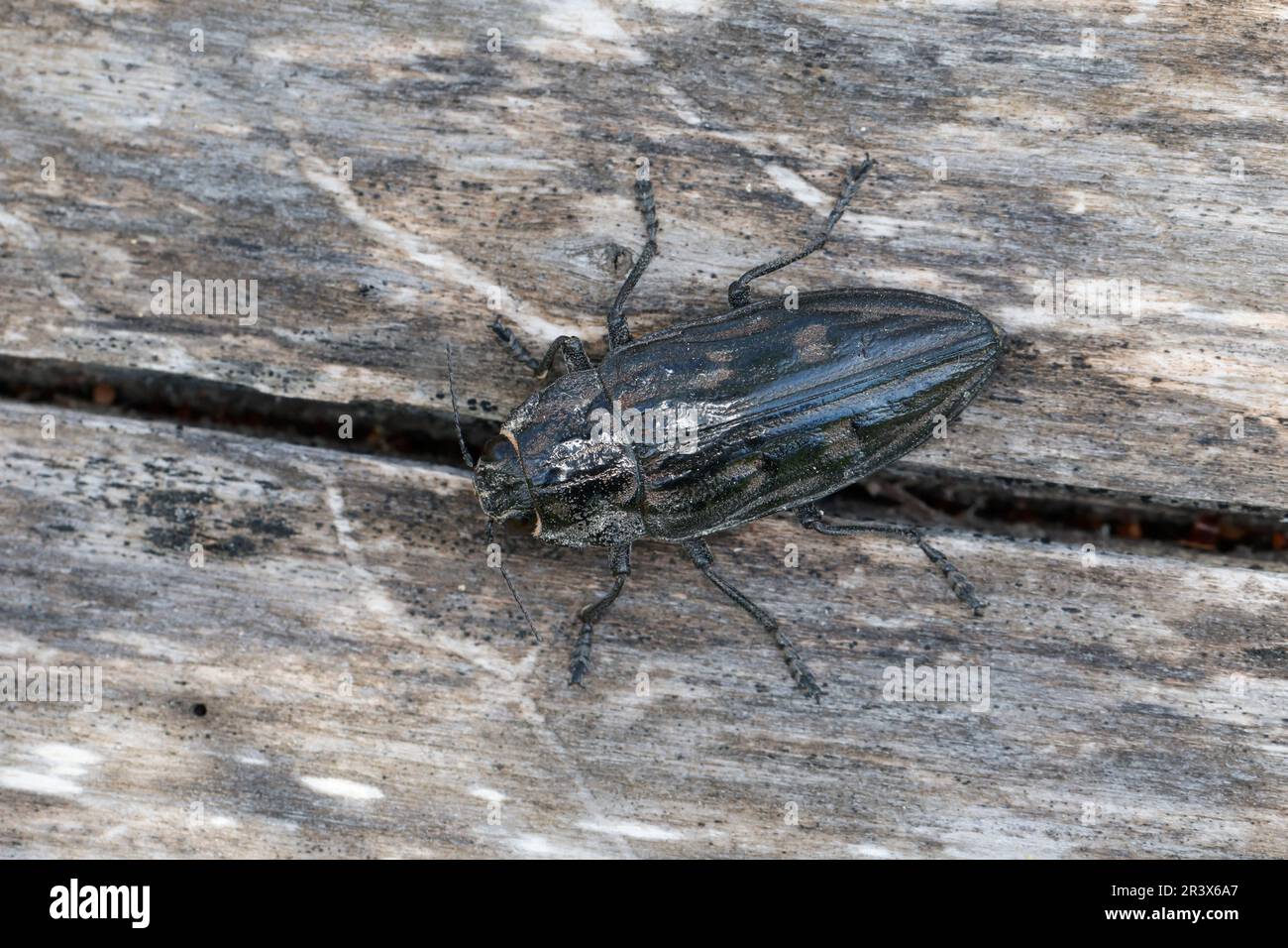 Marienprachtkäfer, Großer Kiefernprachtkäfer, Kiefernprachtkäfer, Marien-Prachtkäfer, Großer Kiefern-Prachtkäfer, Calcoforo mariana, perno a testa piatta Foto Stock