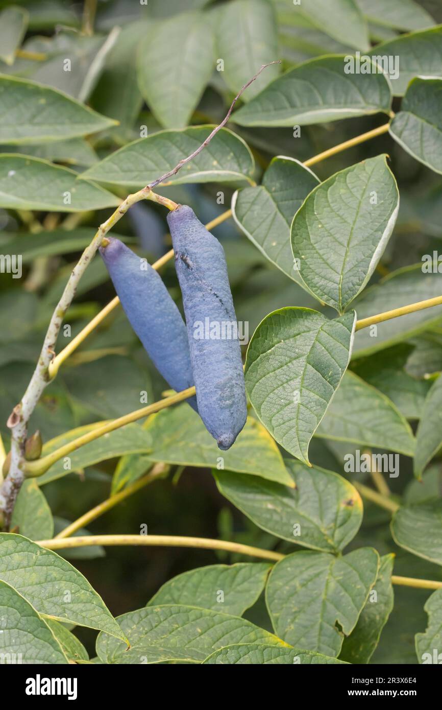 Decaiâ€ªsnea fargesii, conosciuto come dita dell'uomo morto, pianta di fagiolo blu, frutta di salsiccia blu Foto Stock