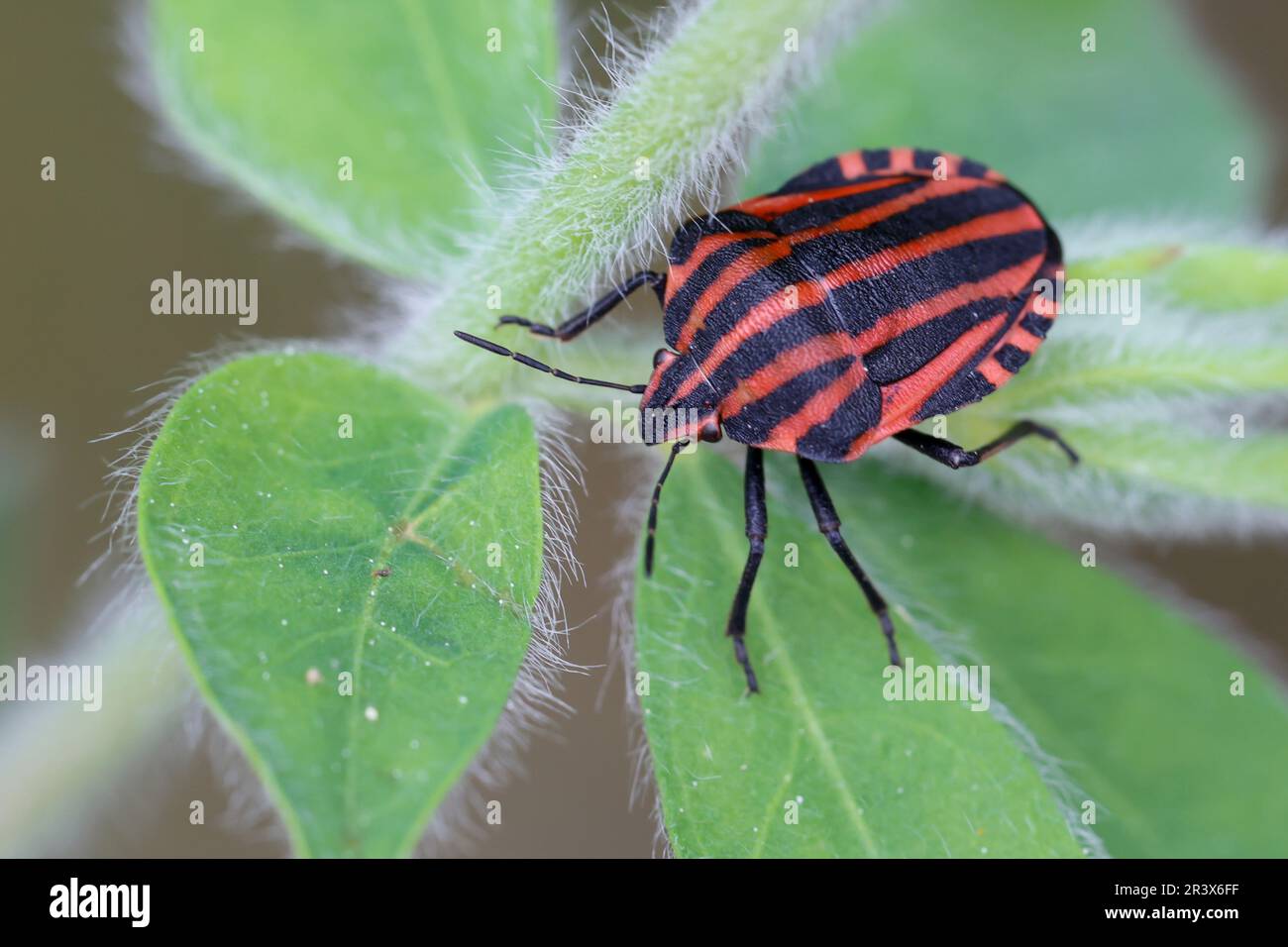 Streifenwanze, Streifen-Wanze, Grafosoma italicum, Ehemals Grafosoma lineatum bezeichnet, Italian Striped-Bug, Striped-Bug, Striped Bug, Italian Foto Stock