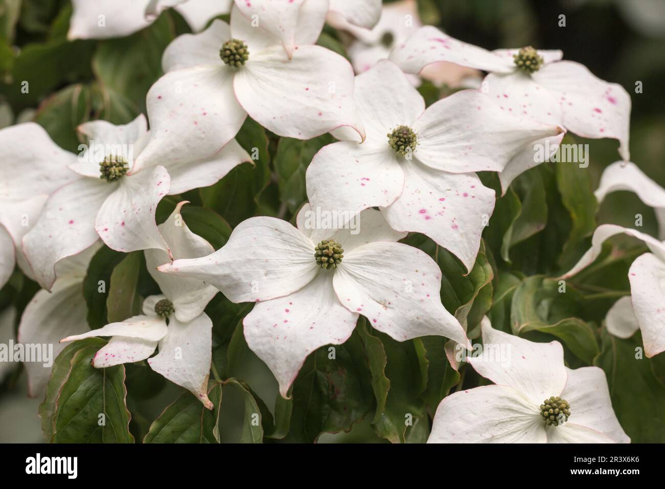 Cornus kousa, conosciuto come dogwood di Kousa, dogwood fiorito giapponese Foto Stock