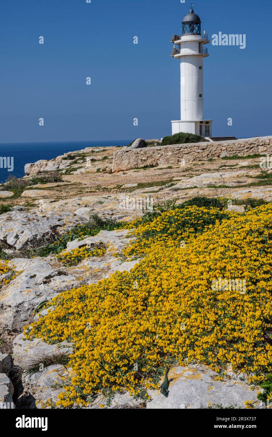 Faro di Capo Barbaria, Formentera, Isole Pitiusas, Comunità delle Baleari, Spagna. Foto Stock