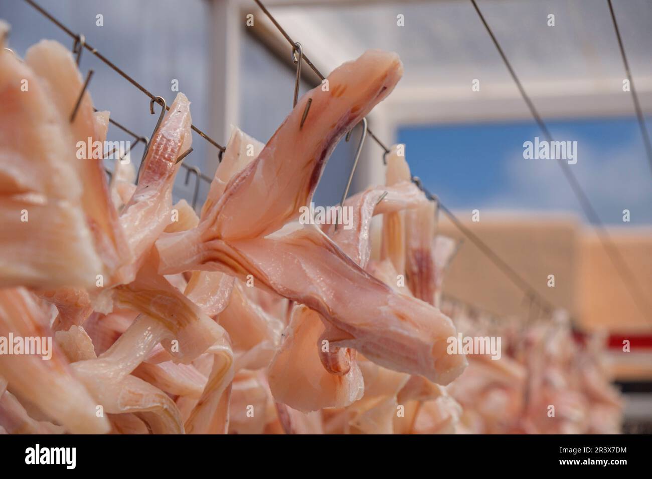Elaborazione di pesci secchi, Formentera, Isole Pitiusas, Comunità Baleari, Spagna. Foto Stock