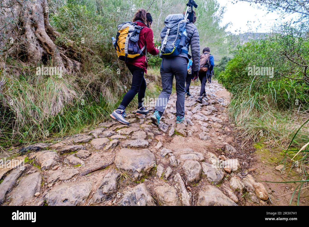 Camí des Correu sentiero in pietra, strada reale con radici medievali risalenti al 1401, Banyalbufar, Mallorca, Isole Baleari, Spagna. Foto Stock