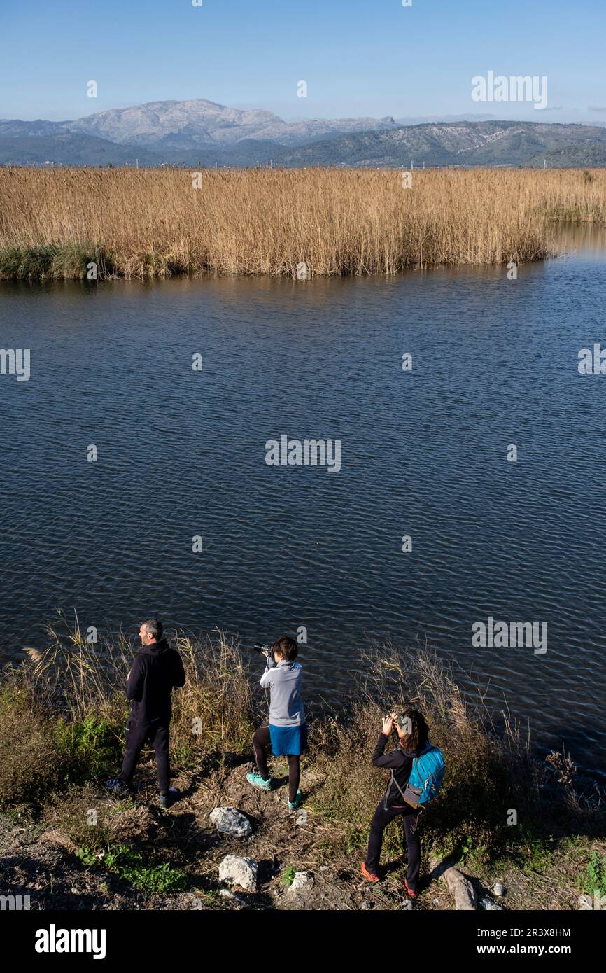 Amarador, albufera de mallorca, Maiorca, Isole Baleari, Spagna. Foto Stock