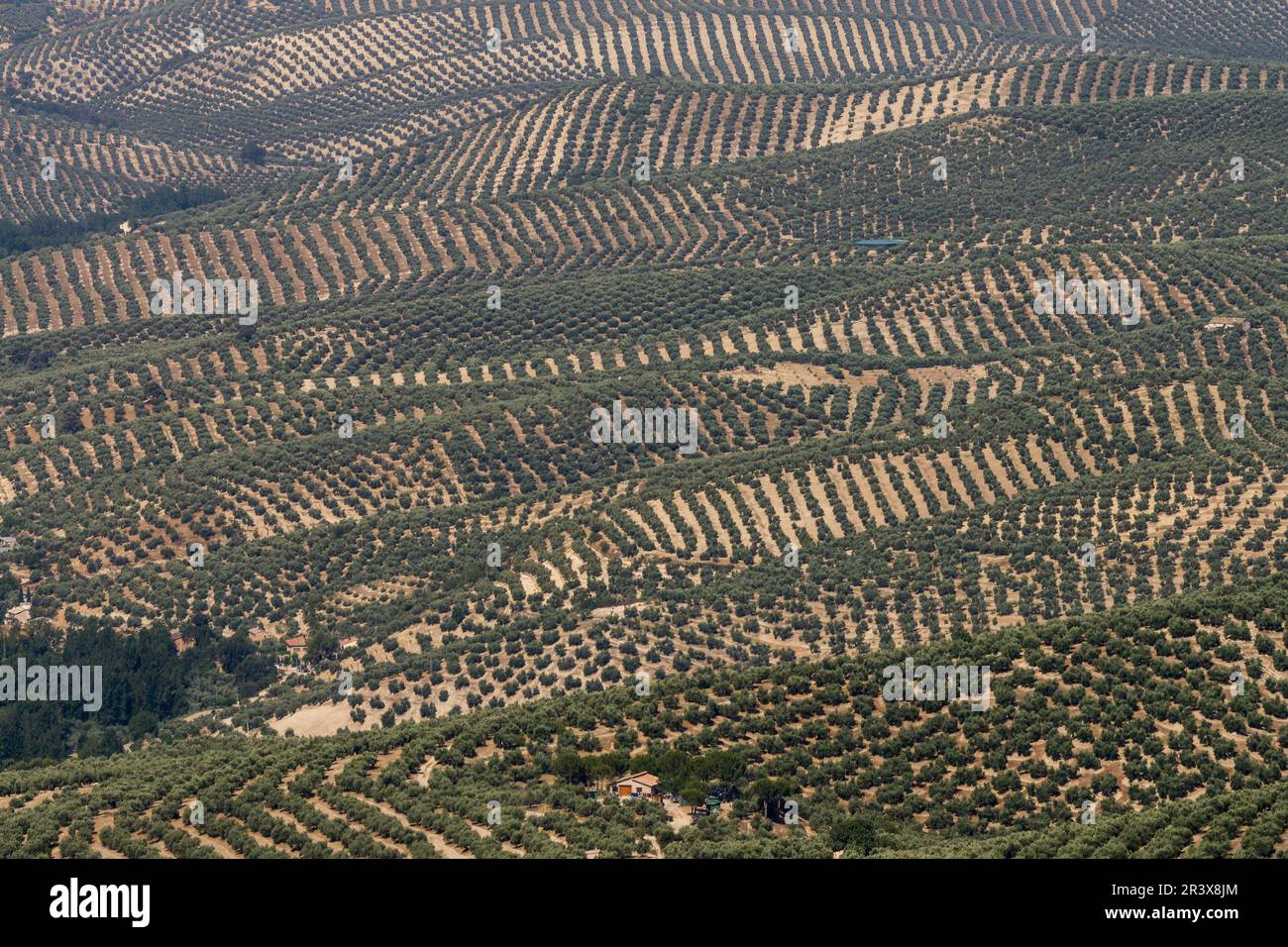 Jaen Olive Trees, Sierra de Cazorla Natural Park, Segura y Las Villas, Jaen, Andalucia, Spagna. Foto Stock