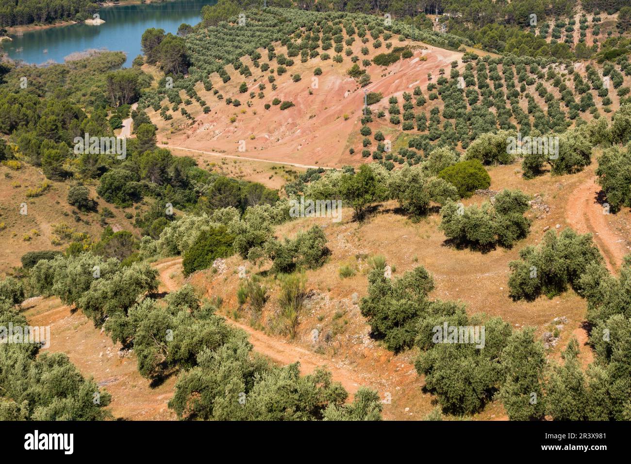 Ulivi, Hornos, parco naturale sierras de Cazorla, Segura y Las Villas, Jaen, Andalucia, Spagna. Foto Stock