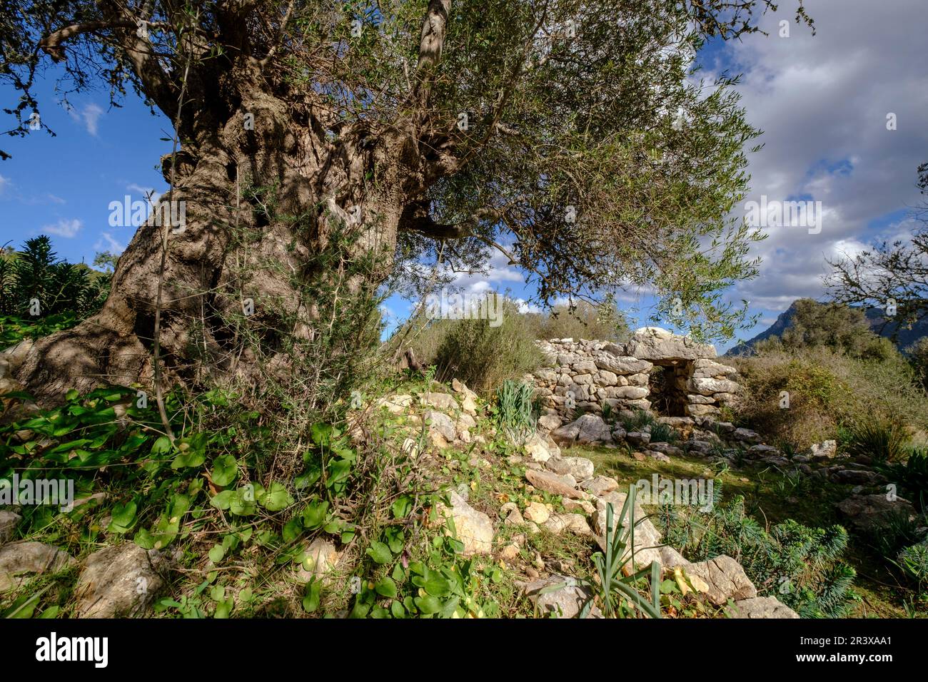 Talaiot, Son Ferrandell-Son Oleza, i milenio a C., Valldemossa, Mallorca, Isole Baleari, spagna. Foto Stock
