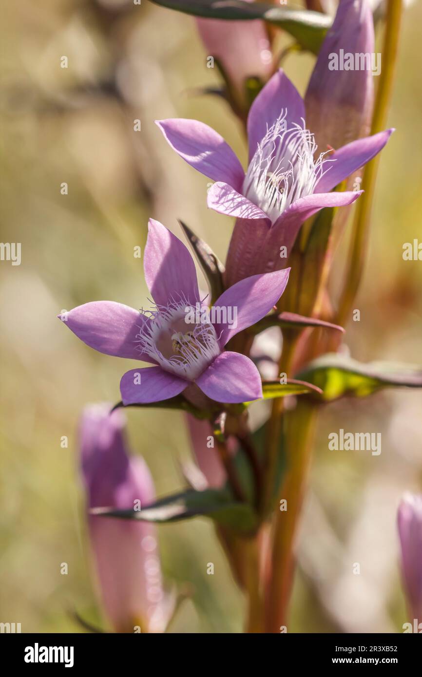 Gentianella germanica, comunemente nota come genziana tedesca, genziana di Chiltern Foto Stock