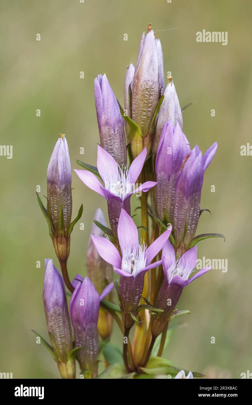 Gentianella germanica, comunemente nota come genziana tedesca, genziana di Chiltern Foto Stock