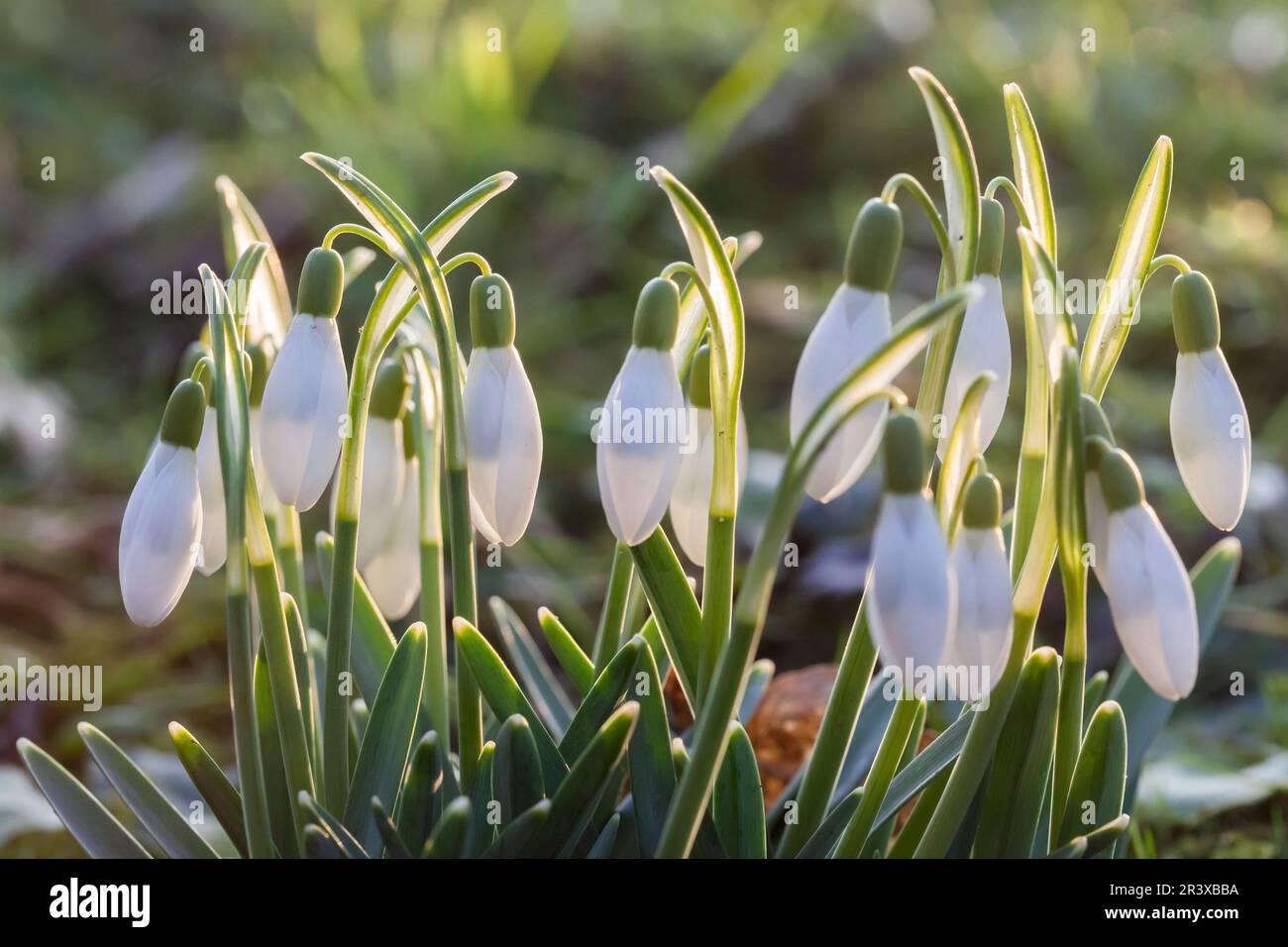 Galanthus nivalis, noto come Snowdrop o Snowdrop comune Foto Stock