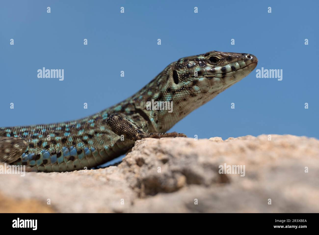 Sargantana su muro di pietra, Podarcis hispanicus, Formentera, Isole Pitiusas, Comunità Baleari, Spagna. Foto Stock